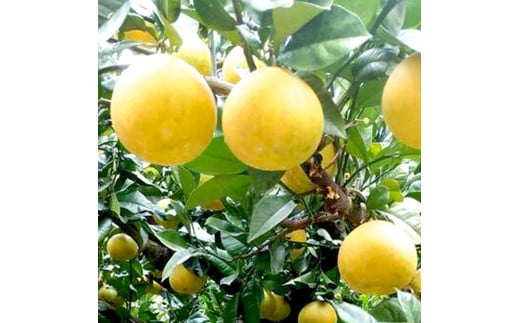 土佐文旦 文旦 訳あり 大玉入り 20kg 20キロ 3L～L ぶんたん ブ