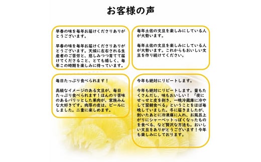 生産者直送　土佐文旦3.0kg[2L～4L]家庭用 【2026年1月下旬より