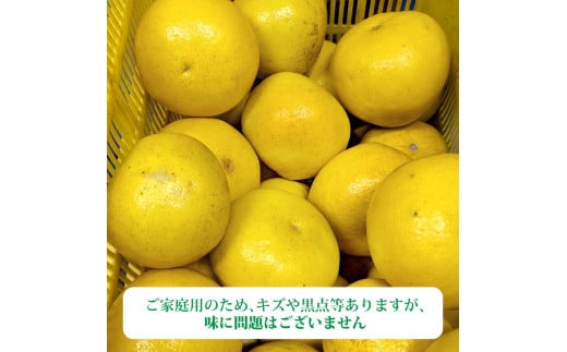 ＜2026年1月下旬より順次発送＞土佐文旦 家庭用 5kg 8～13玉入