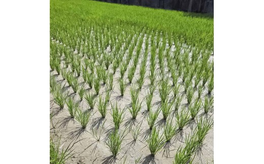 コシヒカリ 5kg 5キロ 精米 白米 お米 ご飯 ごはん 米 kome こ