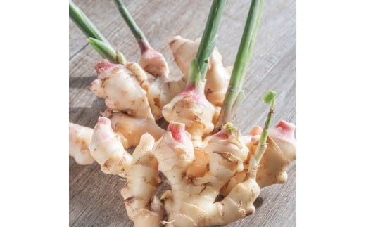 ハウス新生姜 2kg 2キロ しょうが ショウガ 新鮮野菜 野菜 お