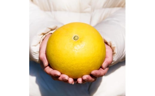 文旦 エッセンシャルオイル 8ml MICIL(ミシル) アロマオイル 