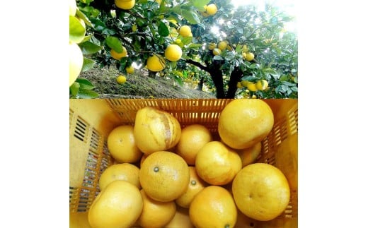 文旦 約5kg 5キロ L～4Lサイズ 