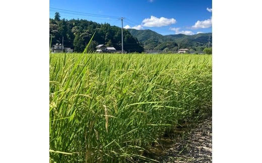 コシヒカリ 令和7年産 10kg 10キロ 精米 白米 お米 ご飯 ごは