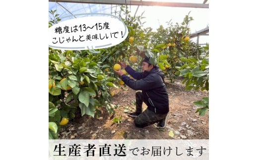 ＜土佐文旦の藤岡＞訳あり 温室土佐文旦 家庭用 5kg (8～12玉