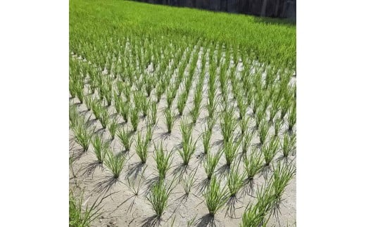 コシヒカリ 10kg 10キロ 精米 白米 お米 ご飯 ごはん 米 kome こ