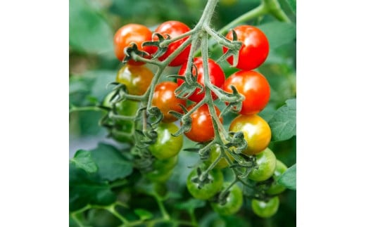 訳あり 赤いミニトマトの宝石箱 約1kg 約1キロ 3回定期便 ト