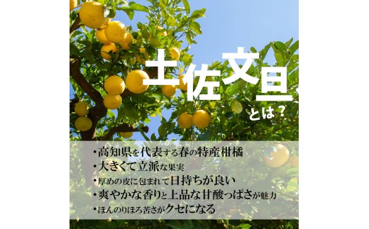 ＜土佐市産＞ 土佐文旦 大玉 訳あり 約10kg（3L～2Lいずれか