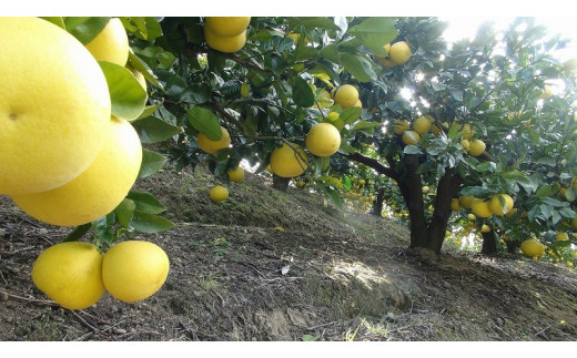 【訳あり】三愛果樹園の土佐文旦10kg　ワケあり 訳アリ