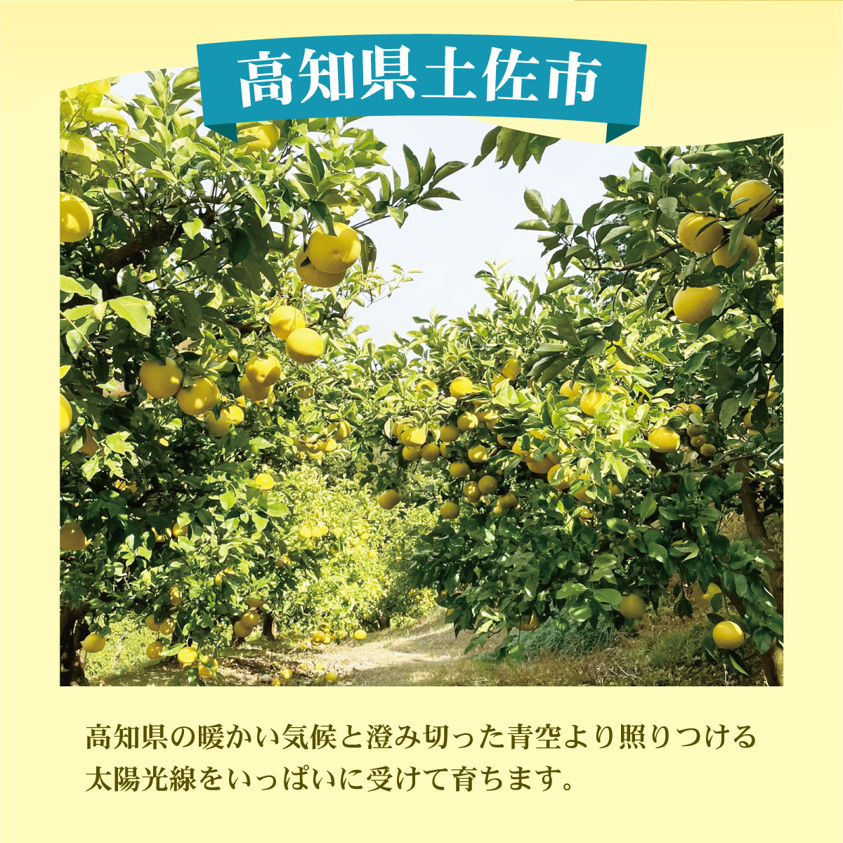 土佐文旦（ぶんたん）（小玉サイズ：Ｍ～Ｌ混合）約１０