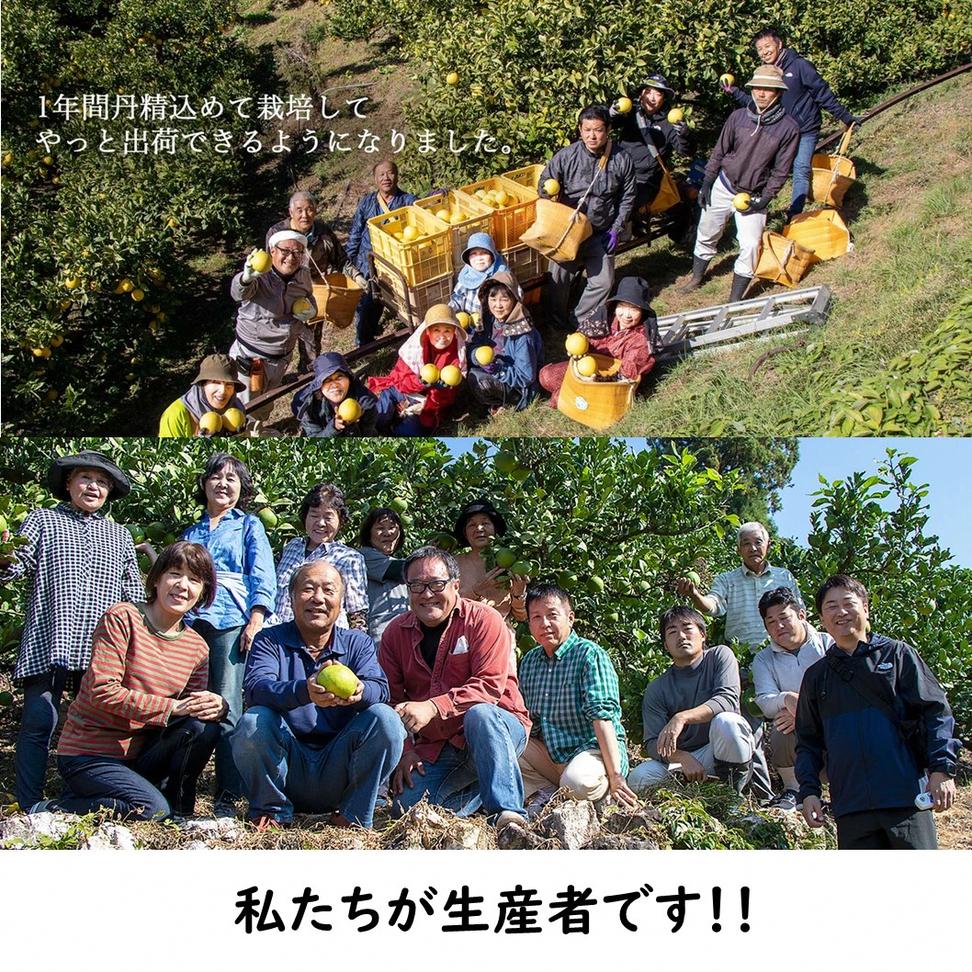 生産者直送　土佐文旦9.5kg[2L～4L]家庭用 ぶんたん ブンタン 