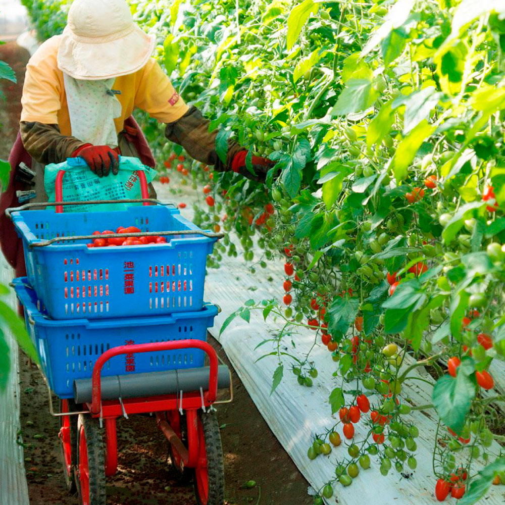 ＜2026年1月下旬より発送＞旬の濃旨フルーツトマト2kg 糖度8