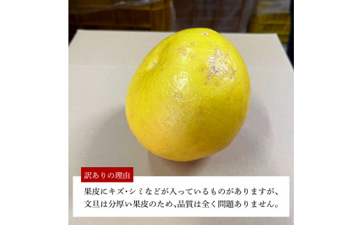 ＜2026年1月下旬より順次発送＞訳あり 嬉龍の土佐文旦 約5キ