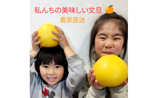 土佐文旦 家庭用 約3キロ(2L - ４Lサイズ：6玉前後) 大玉 先行