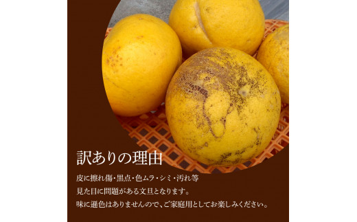 本場、高知県土佐市産！土佐水谷農園の露地土佐文旦 家庭