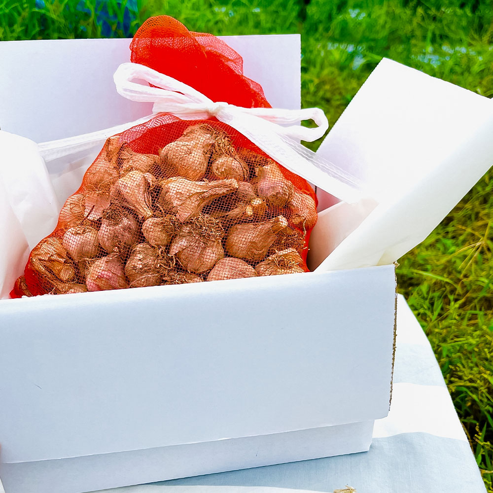 訳あり にんにく 約2kg 乾燥 ニンニク にんにく 訳アリ わけ