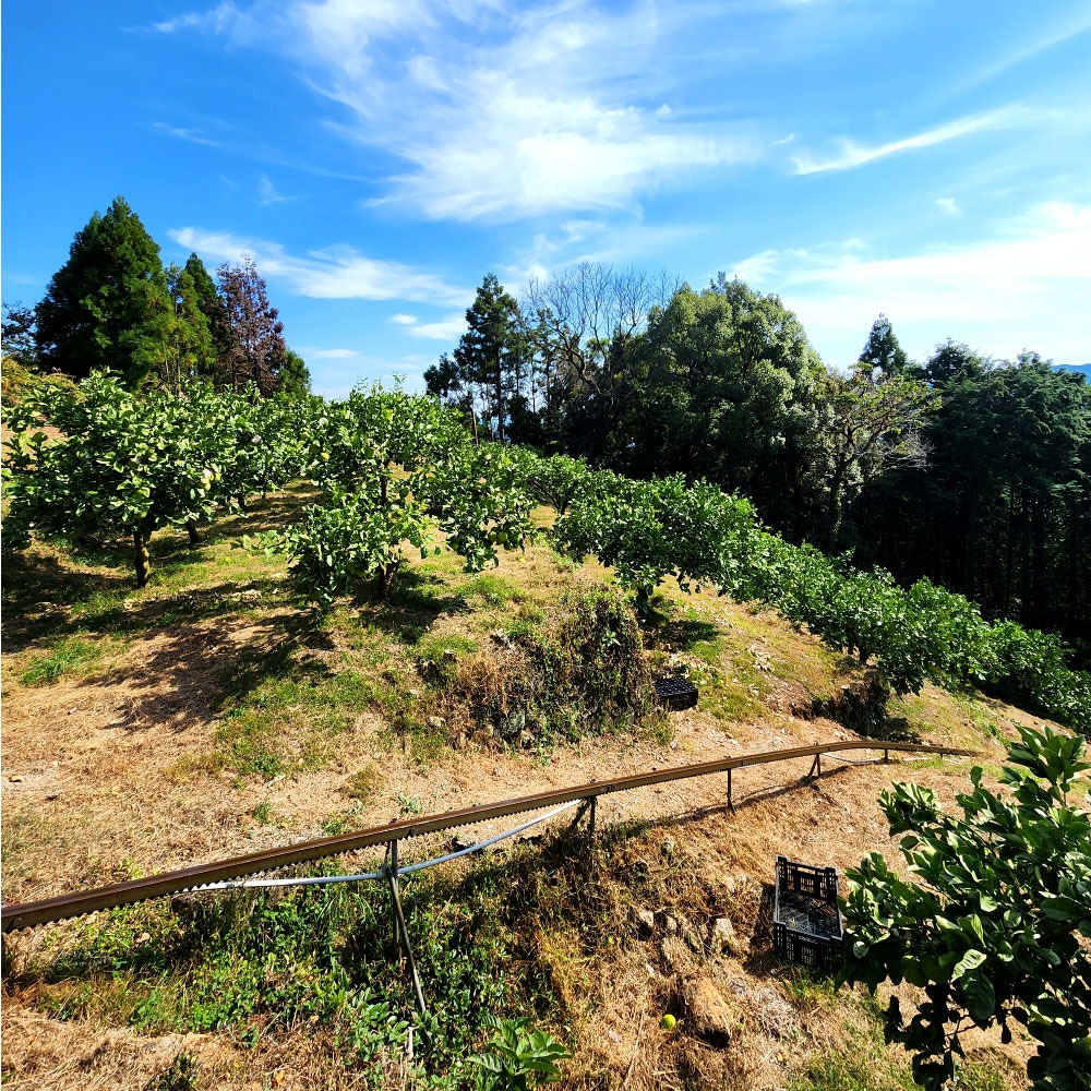 石元農園の土佐文旦 家庭用 約５キロ（７～１２玉） 期間