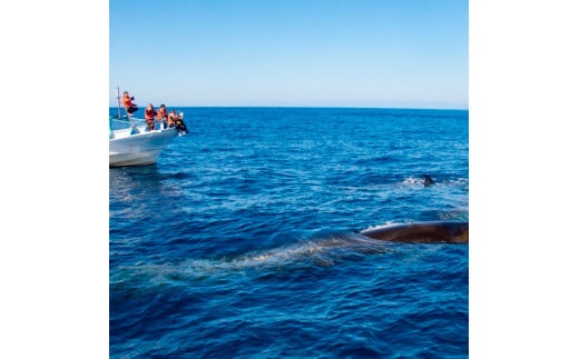 ホエールウォッチング 大人２名分相当 14000円分クーポン レ