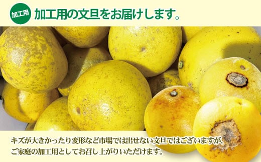 【訳あり】土佐文旦（ぶんたん）加工用（M～５Ｌ混合）約