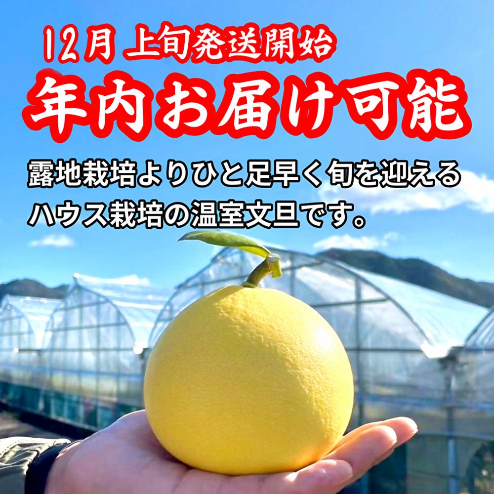 厳選 温室土佐文旦 贈答用木箱入り 大玉 2玉 約600g×2個 ぶん
