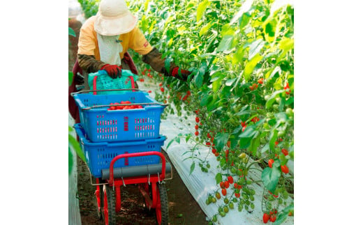 ＜2026年1月下旬～発送＞旬の濃旨フルーツトマト1kg 糖度8～1