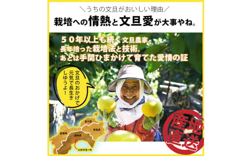 【果樹園直送】土佐文旦 特選品贈答用 約5kg 3L～4Lサイズ 7