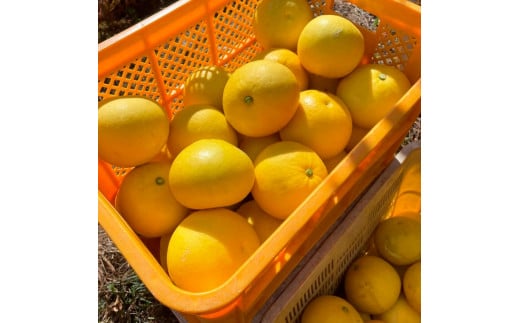 【先行予約】楠瀬さんの土佐文旦 訳あり 約10kg 約10キロ 4L