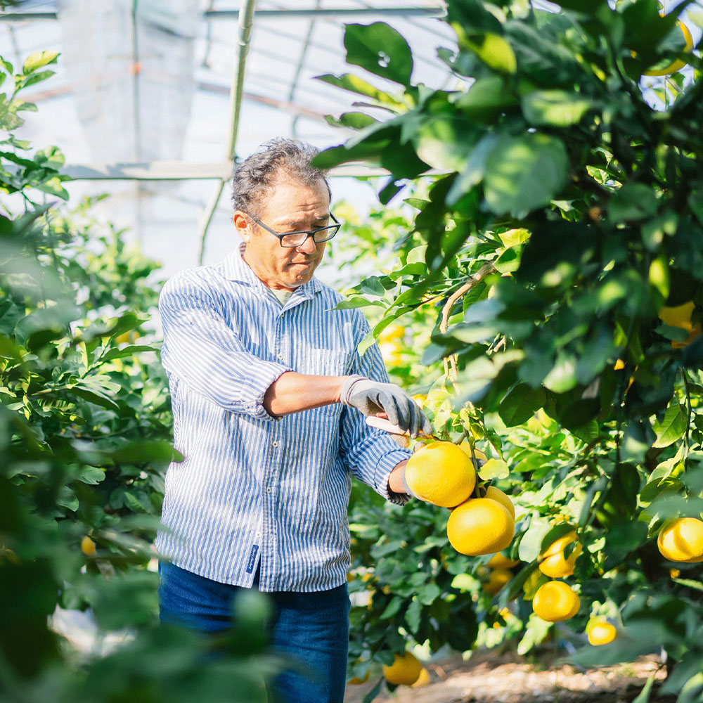 温室土佐文旦 ブンタン ぶんたん 特選 約3kg 約3キロ 5～6個 2
