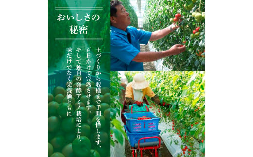 訳あり フルーツトマト 3kg 大小混合 3キロ トマト とまと ふ