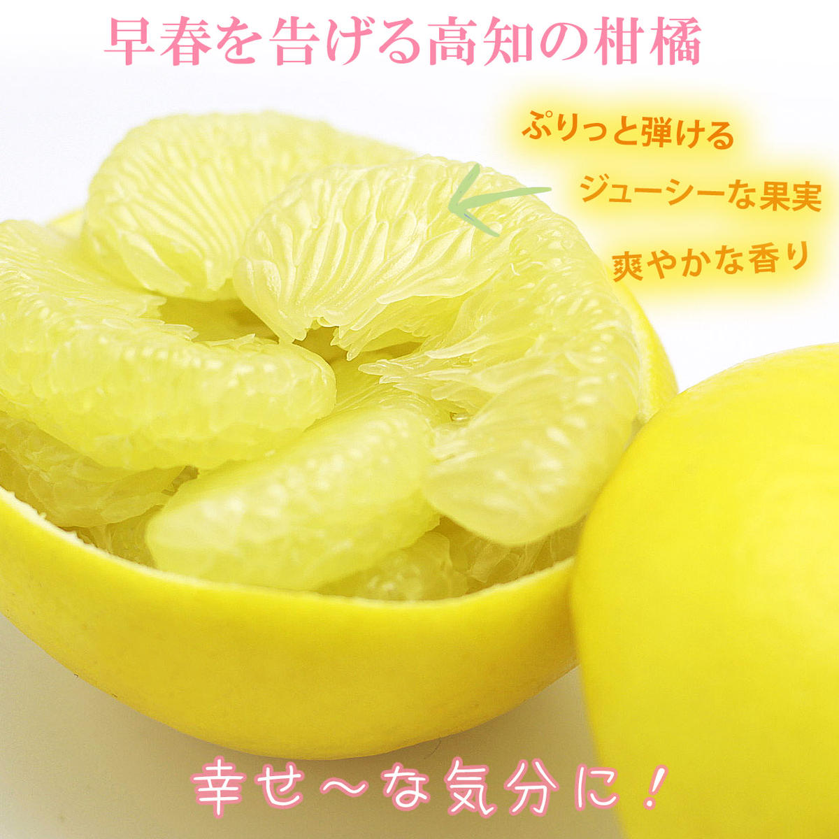 【果樹園直送】土佐文旦　4L　2個入り　1.5kg 大玉　特選品