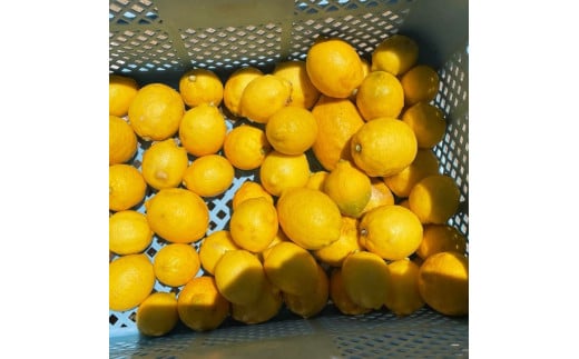 自然栽培レモン3kg 3キロ レモン 檸檬 れもん 自然栽培 無農