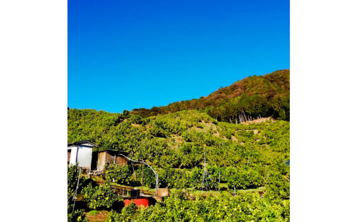 マルツジ果樹園の土佐文旦 訳あり品(小玉) 約5キロ 5kg M～L