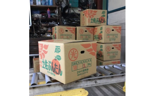 土佐文旦の創始 宮地文旦園の土佐文旦 家庭用2L 約10キロ 20