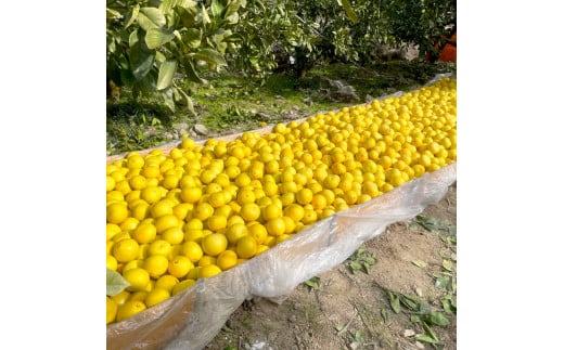 楠瀬さん土佐文旦 約4kg 2L～3Lサイズ 猫ムッキーちゃん入り 