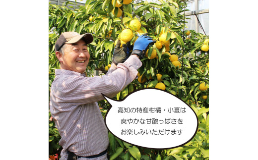 先行予約　＜白木果樹園＞ 土佐小夏 訳ありご家庭用 約5kg 5