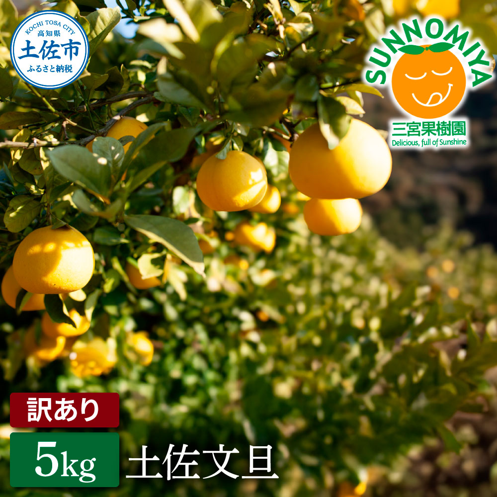 三宮果樹園の土佐文旦 訳あり 5kg ぶんたん ブンタン 5キロ 1