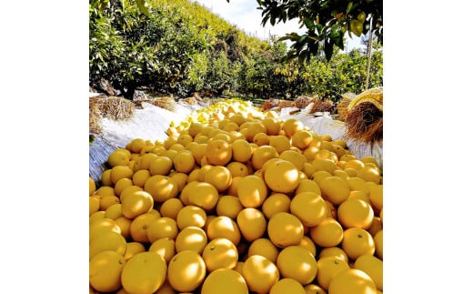 【先行予約】マルツジ果樹園の土佐文旦 家庭用(中玉) 約1.5k