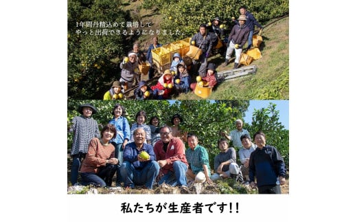 生産者直送　土佐文旦3.0kg[2L～4L]家庭用 【2026年1月下旬より