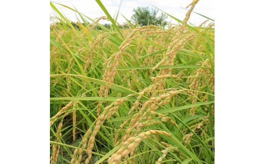 コシヒカリ 5kg 5キロ 精米 白米 お米 ご飯 ごはん 米 kome こ