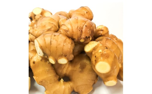 囲生姜 2kg 2キロ しょうが ショウガ 新鮮野菜 野菜 お取り寄