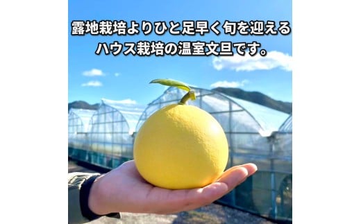 ＜土佐文旦の藤岡＞訳あり 温室土佐文旦 家庭用 5kg (8～12玉