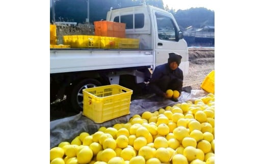 白木家のこだわり土佐文旦 露地 文旦 約8kg 13～20個入り L～3