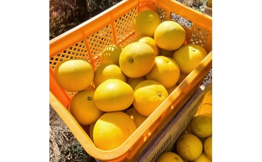 文旦 約10kg M～Lサイズ 24～30玉 ぶんたん ブンタン フルーツ 