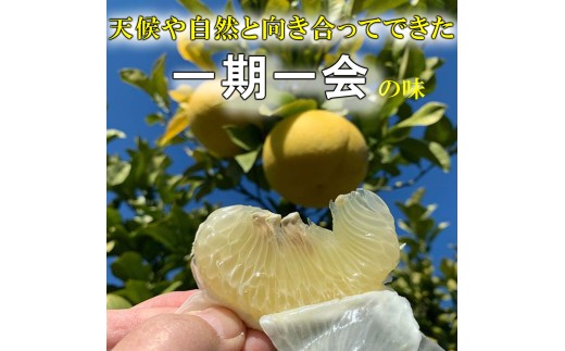 ＜土佐市産＞土佐文旦 訳あり 約10kg（3L～Lいずれかのサイ