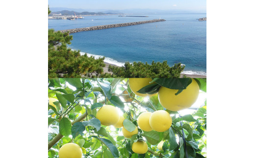 12月発送土佐文旦 温室土佐文旦 特選秀品ご贈答用中箱 約3kg