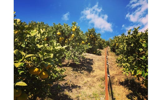 ☆至高の柑橘　高知産土佐文旦☆３L８玉入【家庭用】