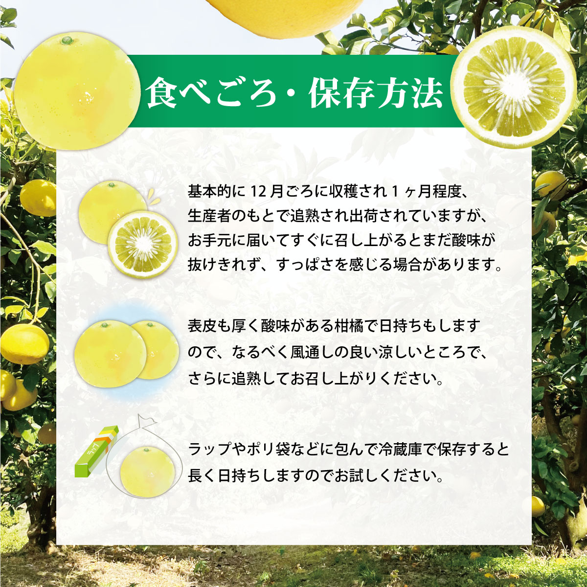 土佐文旦（ぶんたん）（小玉サイズ：Ｍ～Ｌ混合）約１０