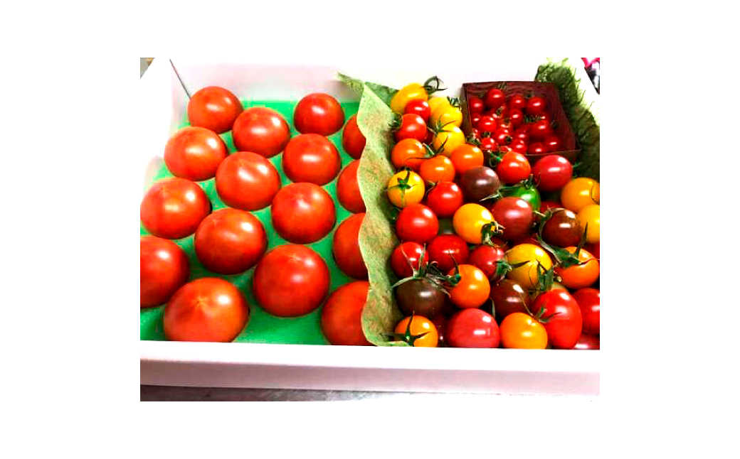 フルーツトマト食べくらべセット 1.5kg トマト フルーツトマ