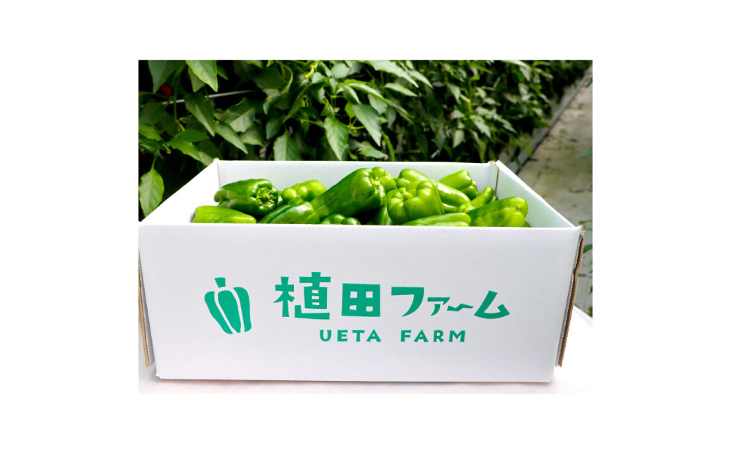 高知県産 植田ファームのこだわりピーマン 3kg ピーマン 新