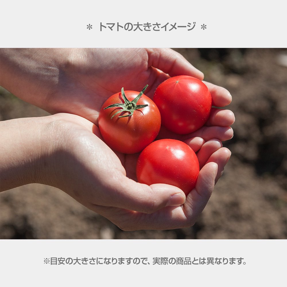 ＜2026年1月下旬より発送＞濃厚フルーツトマト1kg 糖度8度以